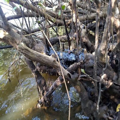 Pesquisadores da Ufal alertam sobre os efeitos do óleo no mar